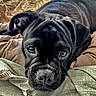 David is registered to the contest to win money with this photo: animal, bed, black_dog, blanket, close_up, cozy, cute, dog, ears, expression, face, fur, indoor, looking, lying_down, nostrils, pet, puppy, soft, whiskers