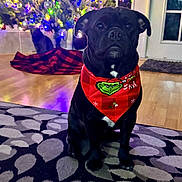 David joined the competition — help win amazing prizes! animal, bandana, black_dog, cat, christmas, christmas_tree, cozy, curious_cat, decorations, dog, door, festive, floor, holiday, holiday_lights, indoor, patterned_rug, pet, rug, tree_skirt