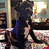 David joined the competition — help win amazing prizes! animal, background_blur, bed, black_dog, cozy, curious, cute, dog, domestic, furniture, head_tilt, indoor, pet, portrait, puppy, quilt, room, soft_light, white_patch, young_dog