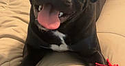 David joined the competition — help win amazing prizes! animal, bed, beige_bed, black_dog, canine, cute, dog, fur, happy, indoor, lying_down, paw, pet, playful, plush_toy, red_toy, smiling_dog, tail, tongue_out, toy