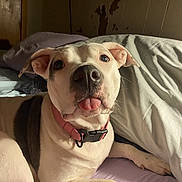 Little Bit is registered to the contest to win money with this photo: animal, bed, blanket, brown_patch, canine, closeup, cute, dog, domestic_animal, ears, face, fur, indoor, pet, pillow, pink_collar, relaxed, resting, tongue_out, white_dog