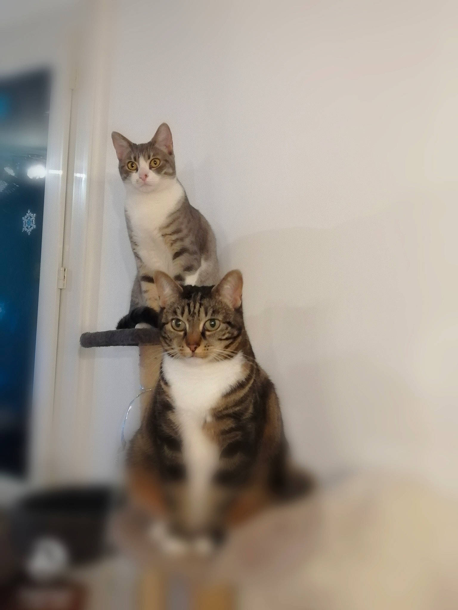 Bibiche a rejoint le concours — aidez-le/la à gagner de superbes lots ! aegean_cat, american_shorthair, american_wirehair, asian, carnivore, cat, domestic_short_haired_cat, dragon_li, european_shorthair, felidae, kitten, mammal, paw, small_to_medium_sized_cats, sokoke, tabby_cat, whiskers