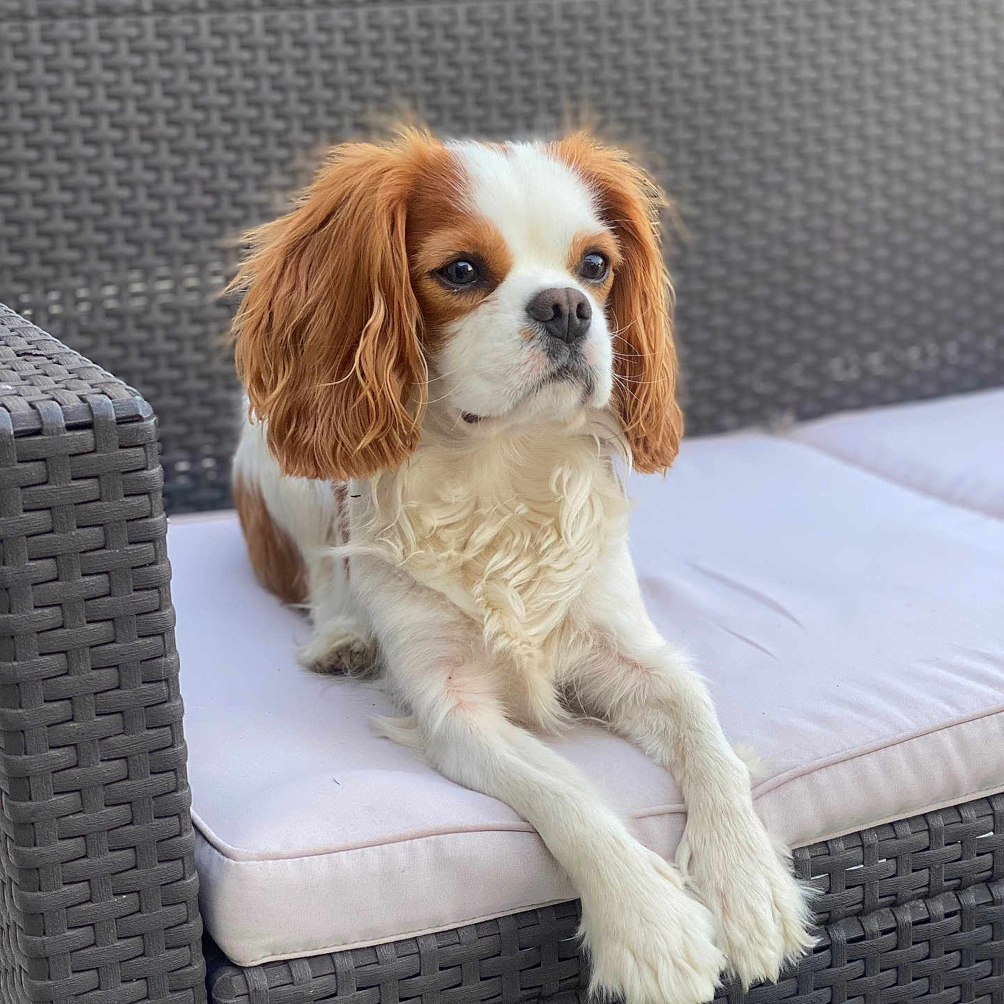 Pastaga participe au concours pour gagner de l'argent avec cette photo : animal, canine, chair, cockerspaniel, couch, cushion, dog, dogbed, furniture, homedecor, hound, papillon, pet, puppy
