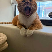 Jabba is registered to the contest to win money with this photo: cat, orange_cat, white_paws, yawning, windowsill, window, blinds, indoor, pet, feline, fur, animal, cozy, tongue, teeth, relaxed, daylight, house, blanket, resting