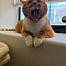 cat, orange_cat, white_paws, yawning, windowsill, window, blinds, indoor, pet, feline, fur, animal, cozy, tongue, teeth, relaxed, daylight, house, blanket, resting