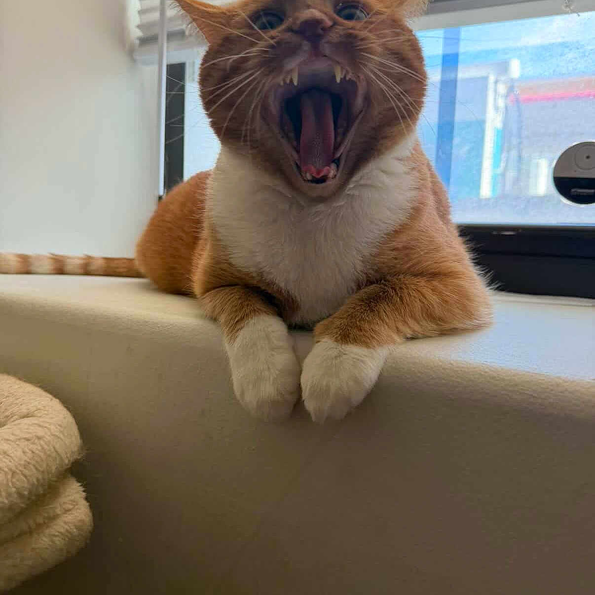 Jabba