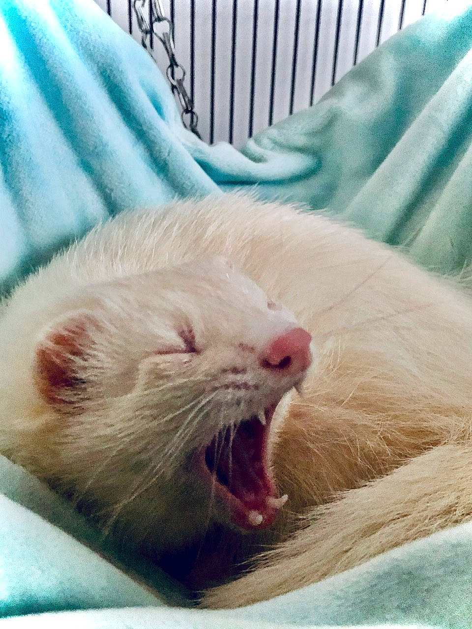 Akela participe au concours pour gagner de l'argent avec cette photo : asian, carnivore, cat, eye, facial_expression, felidae, ferret, fur, kitten, mammal, mouth, mustelidae, mustelinae, nap, nose, sleep, small_to_medium_sized_cats, snout, whiskers, yawn