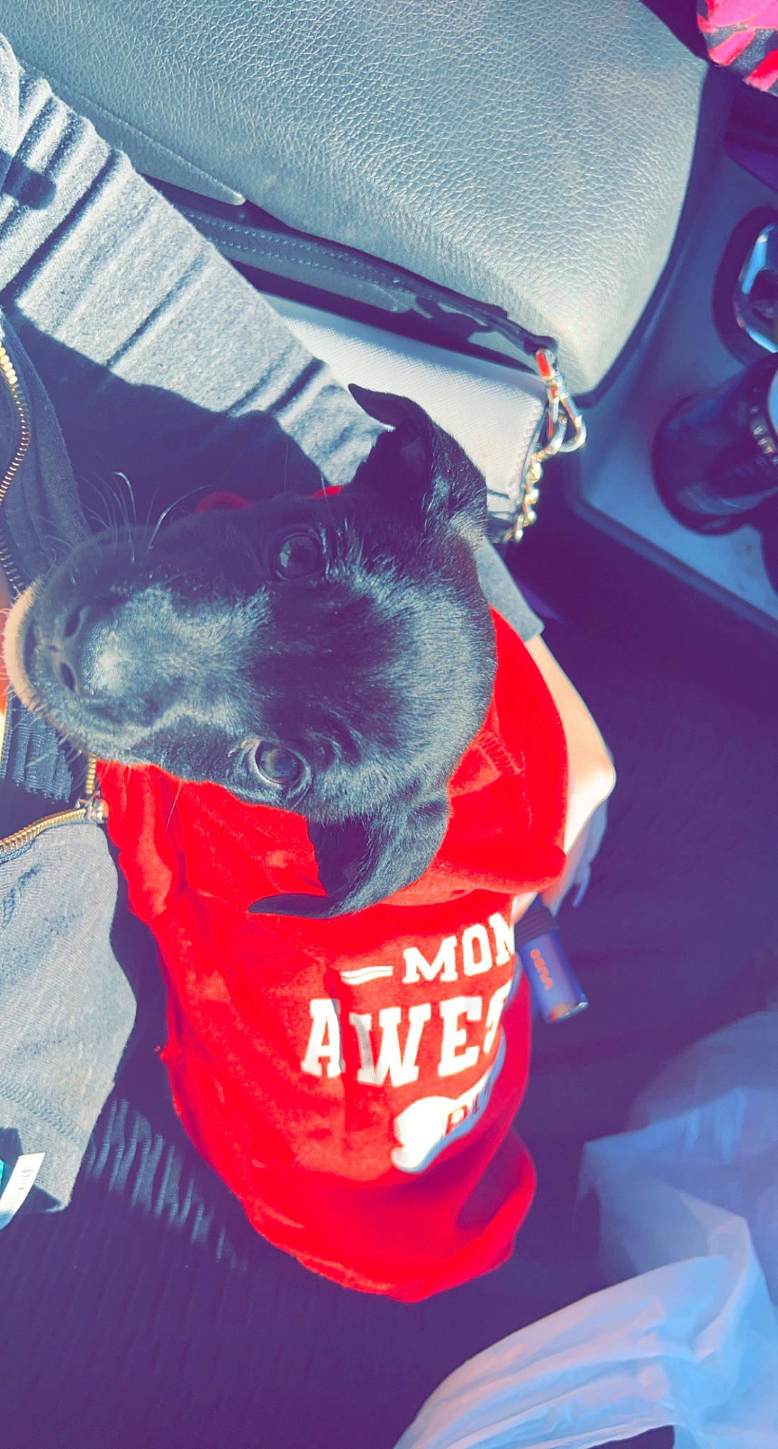 Nala Raye is registered to the contest to win money with this photo: bag, baggage, black_cat, carmine, carnivore, cat, collar, comfort, companion_dog, dog_breed, electric_blue, fashion_accessory, felidae, font, fur, personal_protective_equipment, sleeve, small_to_medium_sized_cats, t_shirt, whiskers