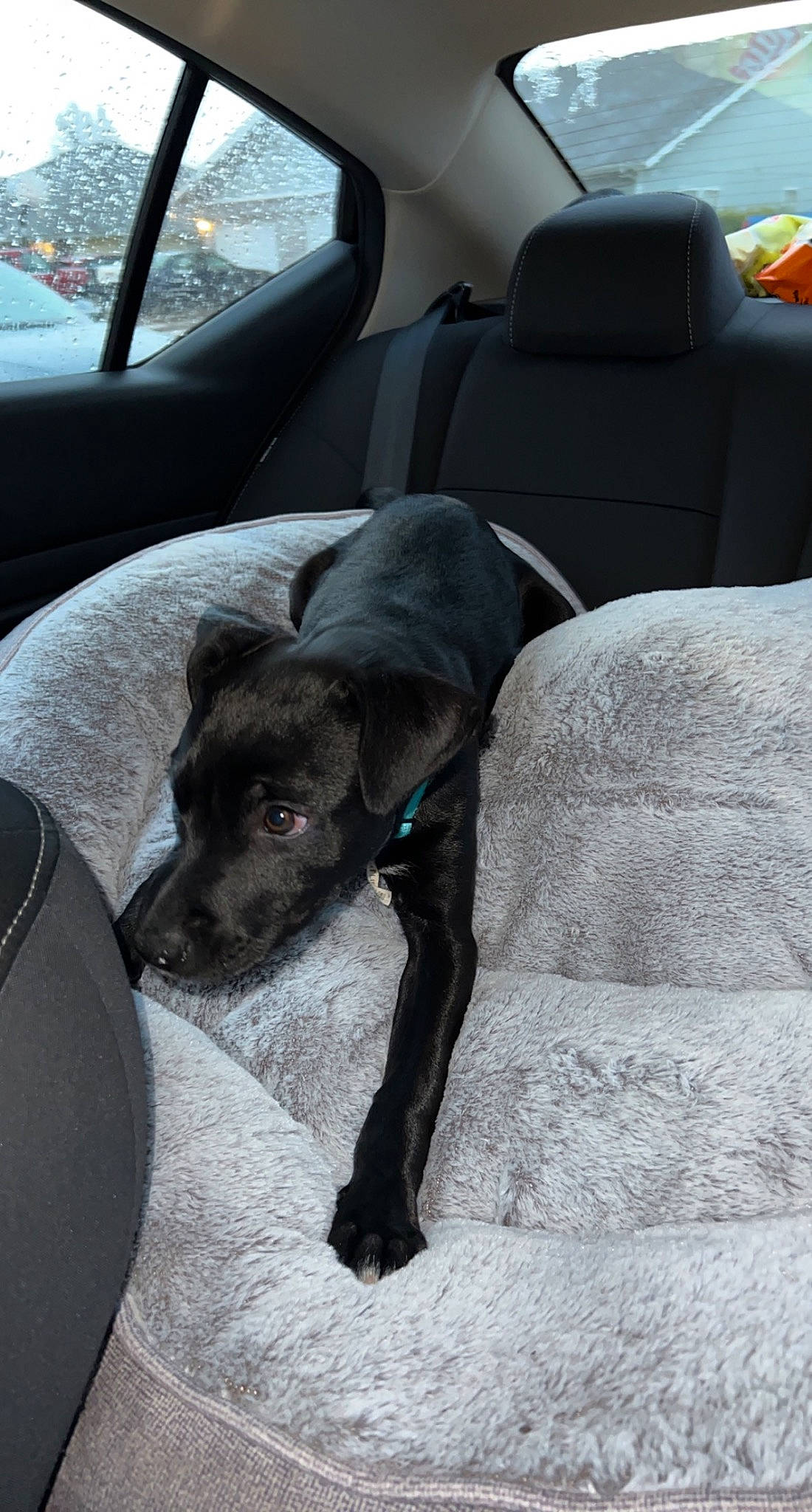 Nala Raye is registered to the contest to win money with this photo: auto_part, car, car_seat, car_seat_cover, carnivore, comfort, companion_dog, dog, dog_breed, family_car, guard_dog, head_restraint, luxury_vehicle, motor_vehicle, sporting_group, vehicle, vehicle_door, window, windshield, working_animal