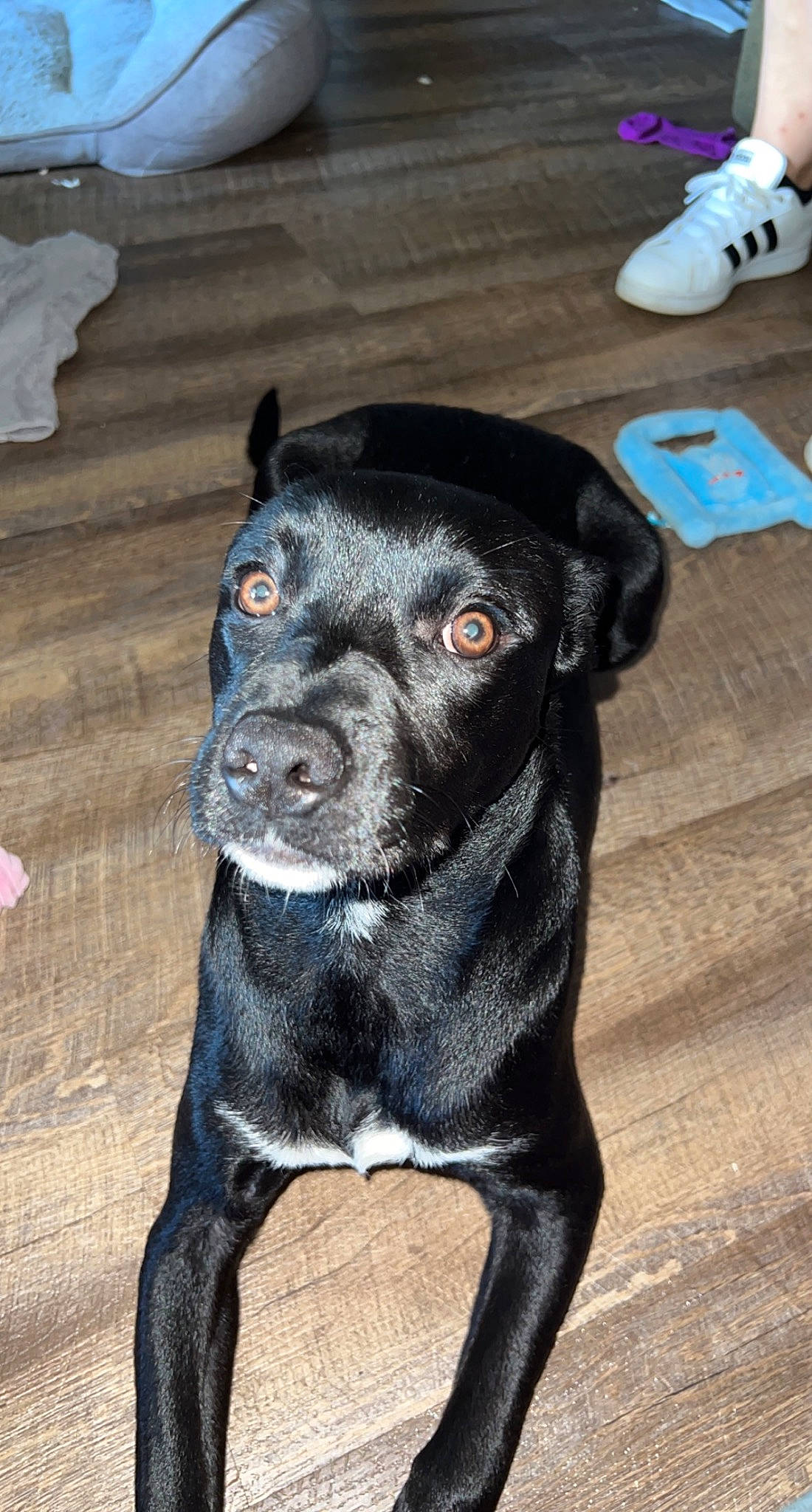 Nala Raye joined the competition — help win amazing prizes! borador, canidae, carnivore, collar, companion_dog, dog, dog_breed, dog_collar, electric_blue, fawn, flooring, fur, guard_dog, leash, non_sporting_group, tail, terrestrial_animal, whiskers, working_animal, working_dog