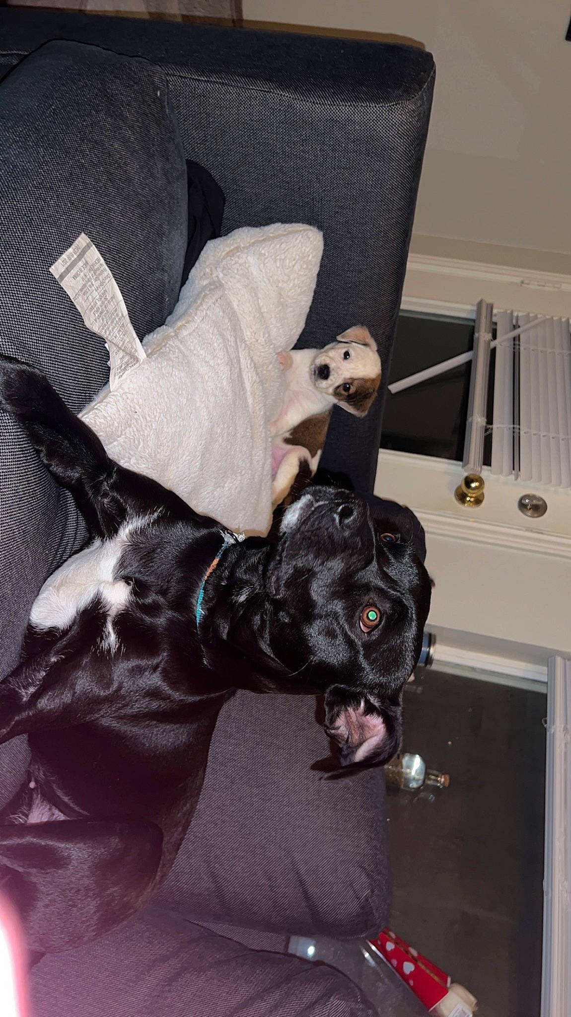 Nova Jean is registered to the contest to win money with this photo: bag, canidae, carnivore, chair, collar, comfort, companion_dog, couch, dog, dog_breed, dog_collar, fawn, fur, grey, guard_dog, snout, sporting_group, tail, whiskers, working_animal