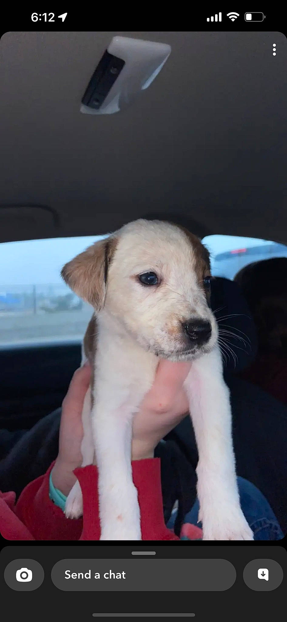 Nova Jean is registered to the contest to win money with this photo: automotive_mirror, canidae, car, carnivore, collar, companion_dog, dog, dog_breed, fawn, fur, non_sporting_group, snout, sporting_group, terrestrial_animal, vehicle, vehicle_door, whiskers, window, windshield, working_animal