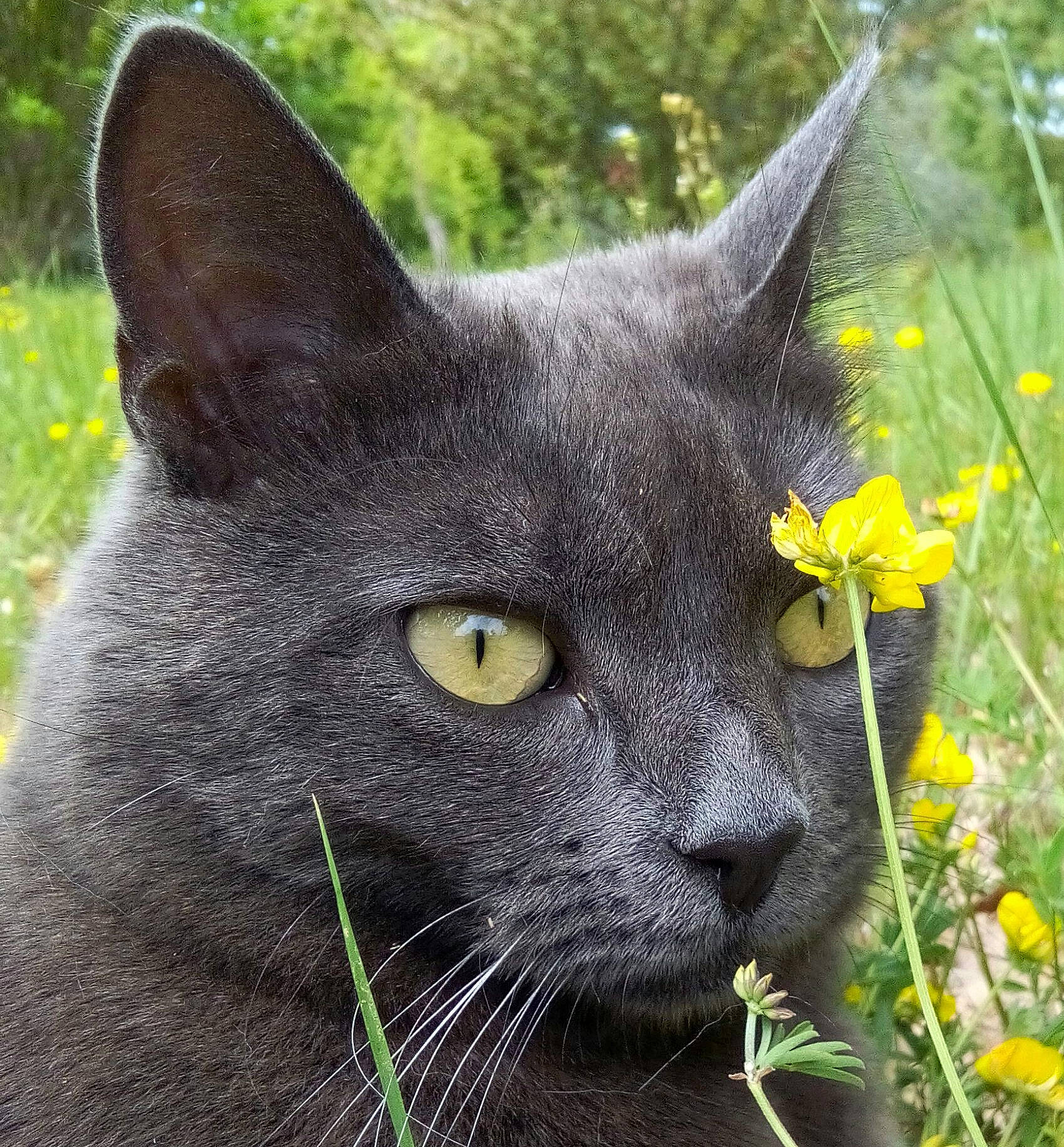 Lutèce participe au concours pour gagner de l'argent avec cette photo : black_cat, british_shorthair, burmese, carnivore, cat, chartreux, domestic_short_haired_cat, felidae, grass, korat, mammal, nebelung, plant, russian_blue, small_to_medium_sized_cats, snout, vertebrate, whiskers, wildlife