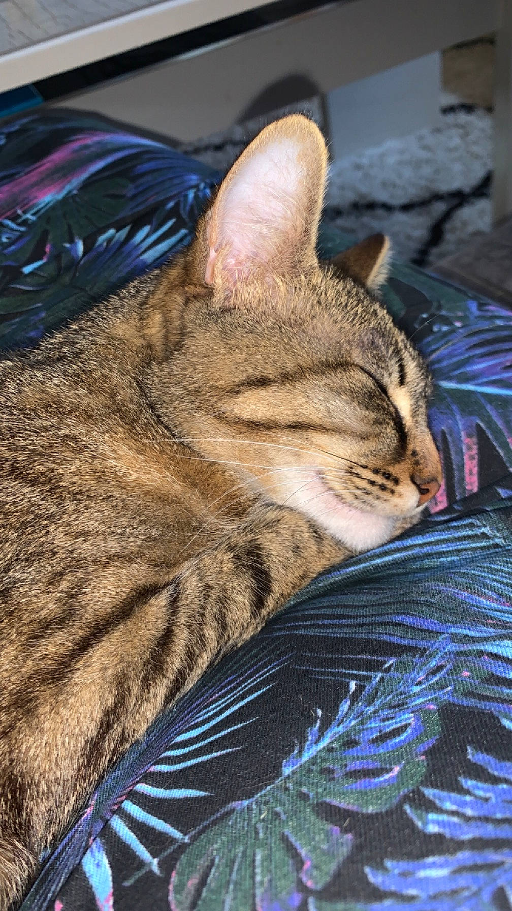 Taya participe au concours pour gagner de l'argent avec cette photo : blue, carnivore, cat, claw, comfort, domestic_short_haired_cat, electric_blue, felidae, fur, grass, nap, paw, sitting, small_to_medium_sized_cats, snout, terrestrial_animal, tree, whiskers, wildlife