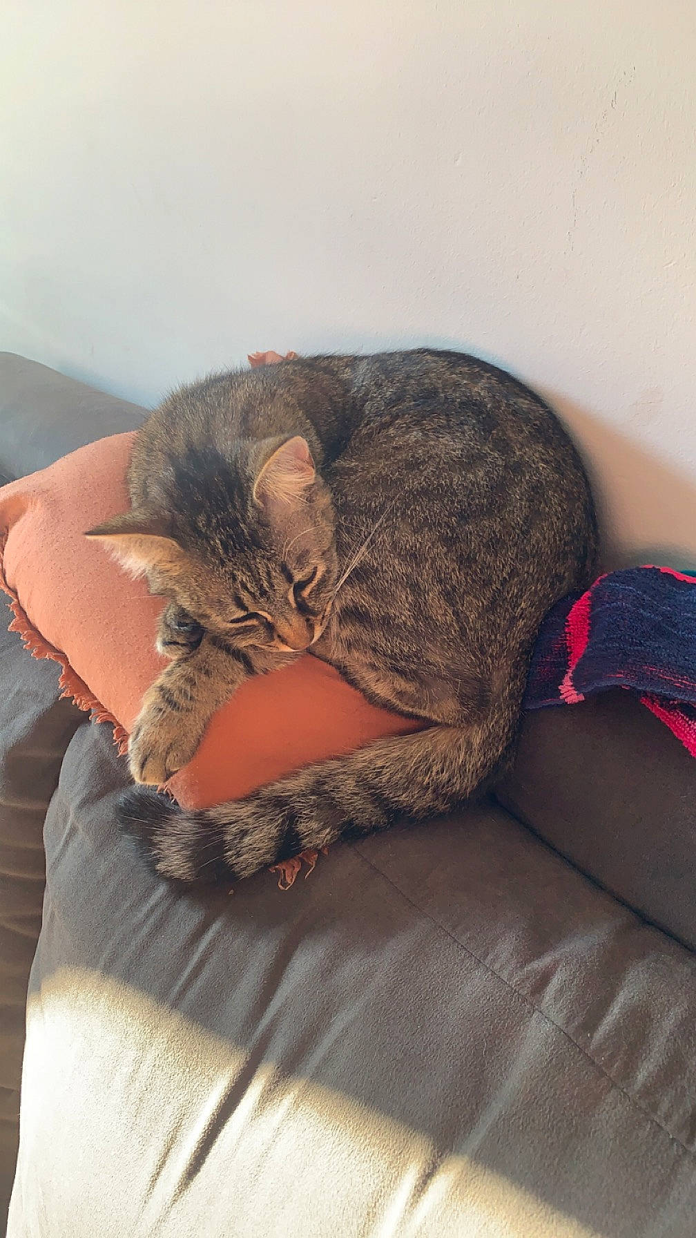 Taya participe au concours pour gagner de l'argent avec cette photo : bed, bedding, carnivore, cat, comfort, couch, domestic_short_haired_cat, fawn, felidae, fur, grey, human_leg, leg, linens, small_to_medium_sized_cats, snout, tail, terrestrial_animal, thigh, whiskers