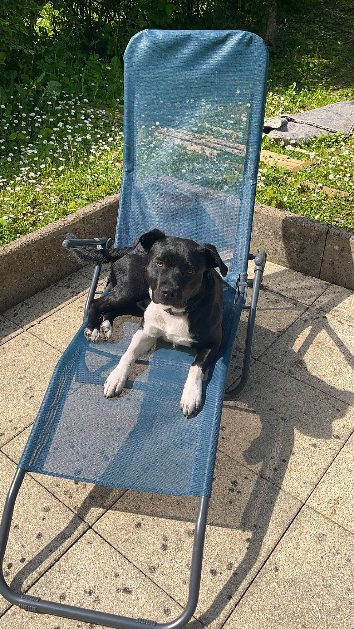 Paco a rejoint le concours — aidez-le/la à gagner de superbes lots ! baby_carriage, cameras_optics, canidae, carnivore, chair, companion_dog, dog, dog_breed, dog_walking, fawn, grass, leash, pet_supply, plant, sidewalk, snout, sporting_group, tail, toy_dog, working_animal