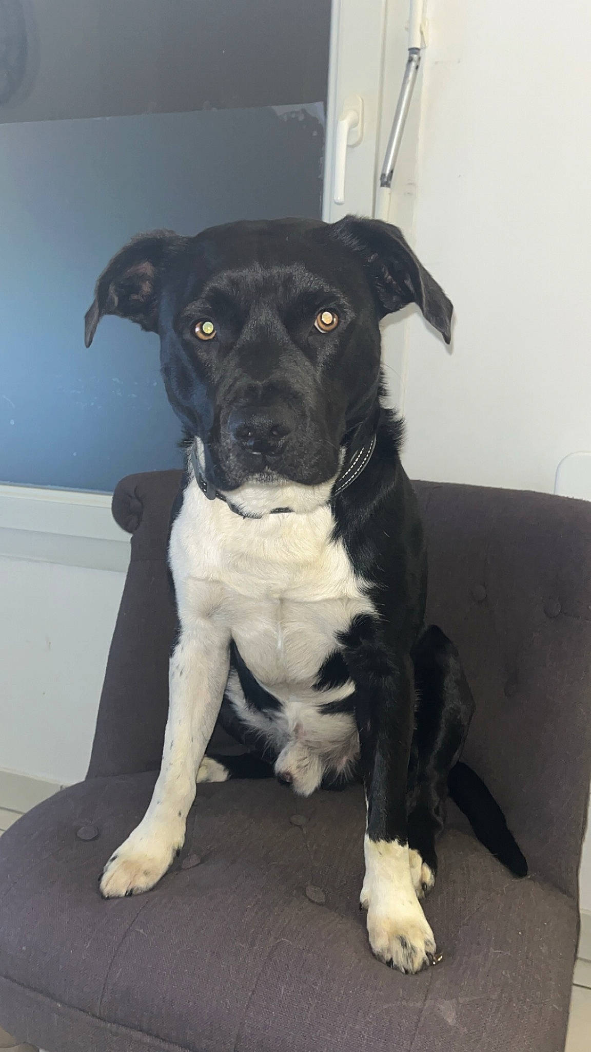 Paco participe au concours pour gagner de l'argent avec cette photo : borador, canidae, carnivore, companion_dog, dog, dog_breed, dog_collar, fawn, fur, guard_dog, non_sporting_group, puppy, sporting_group, whiskers, working_animal, working_dog