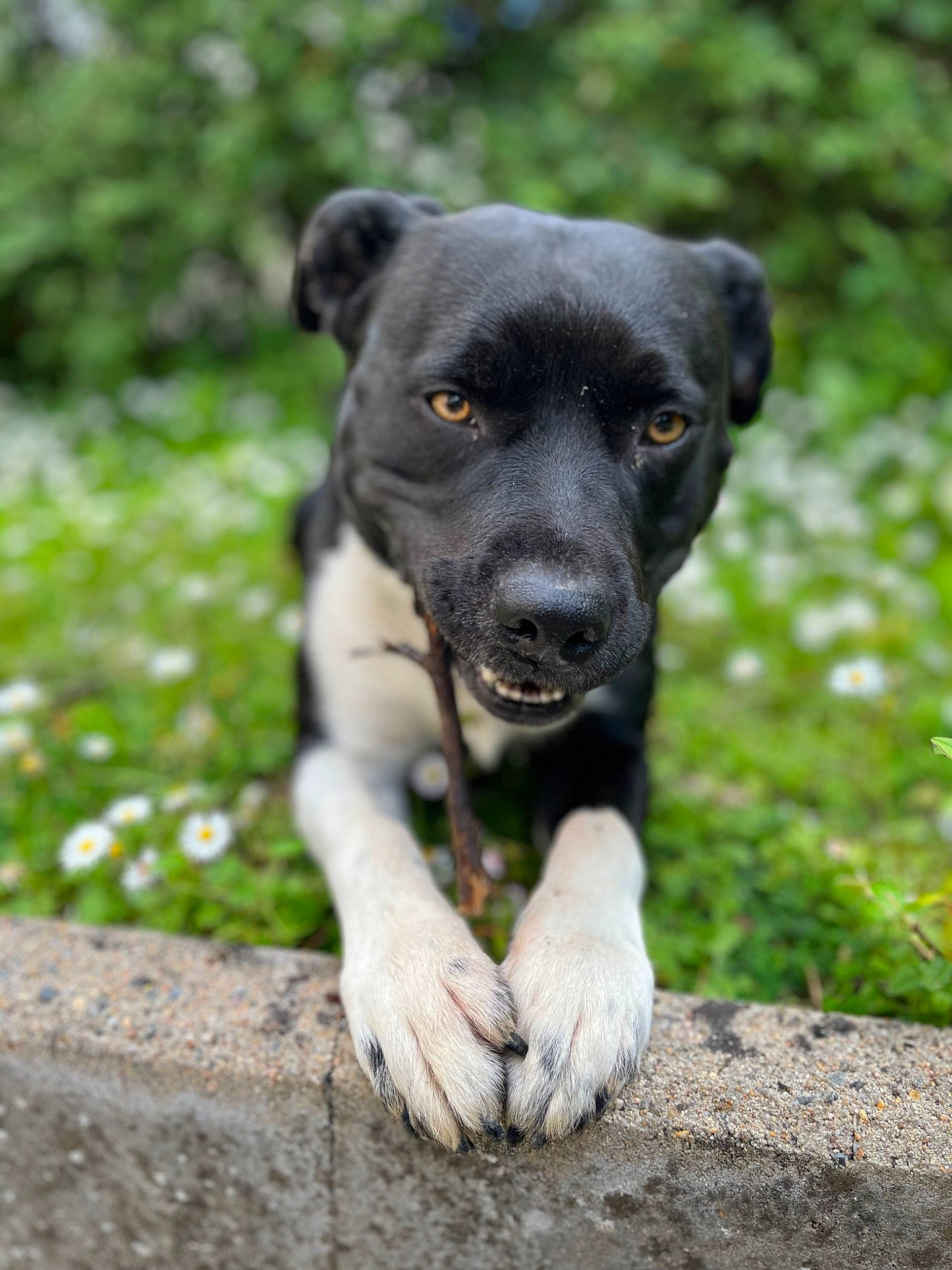 Paco participe au concours pour gagner de l'argent avec cette photo : balance, borador, canidae, carnivore, companion_dog, dog, dog_breed, fawn, grass, groundcover, non_sporting_group, plant, puppy, sporting_group, street_dog, tail, terrestrial_animal, whiskers, working_animal, working_dog