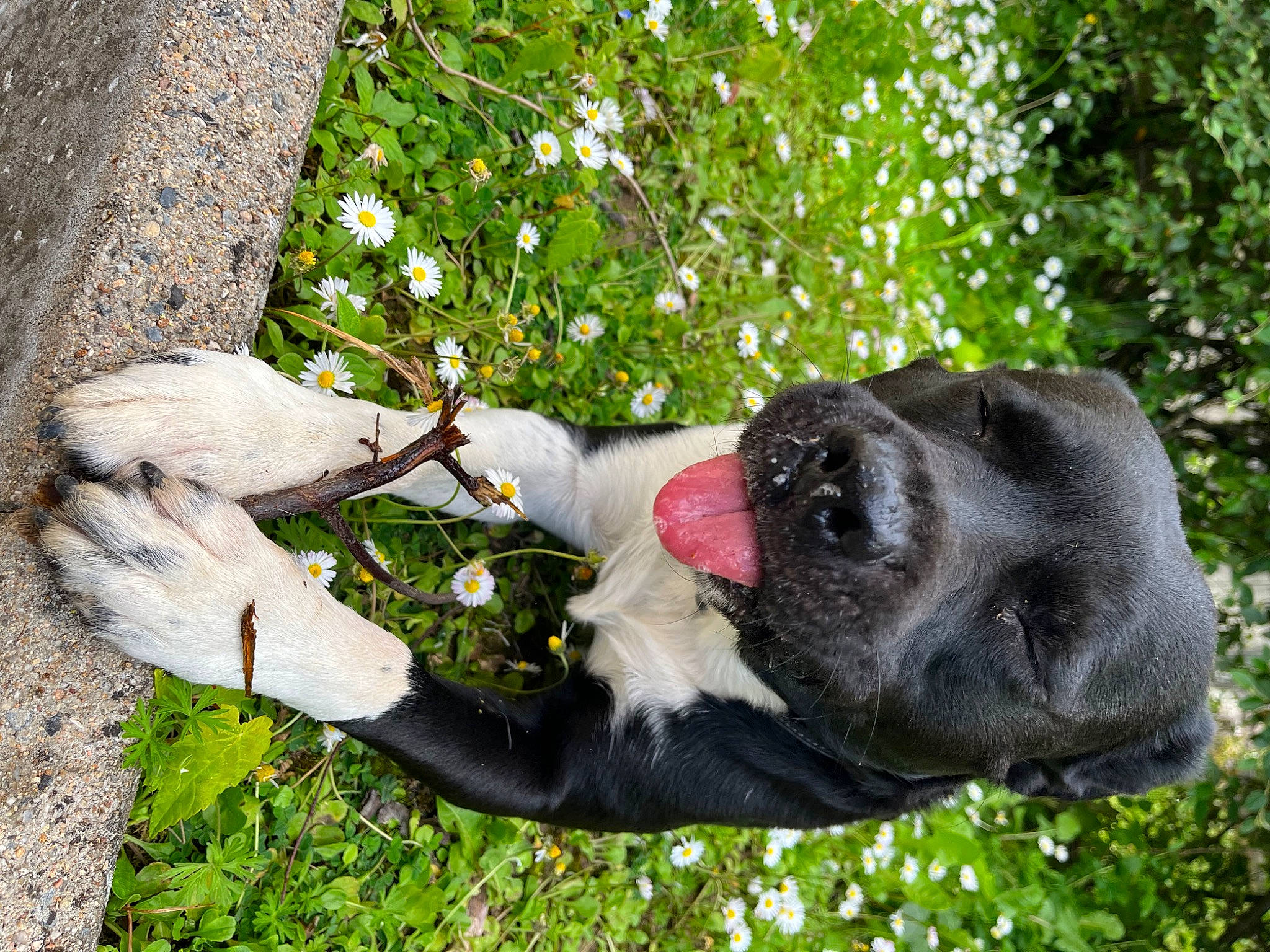 Paco a rejoint le concours — aidez-le/la à gagner de superbes lots ! adventure, canidae, carnivore, companion_dog, dog, dog_breed, fawn, fur, gesture, grass, guard_dog, non_sporting_group, people_in_nature, plant, sporting_group, tail, terrestrial_animal, tree, trunk, working_animal
