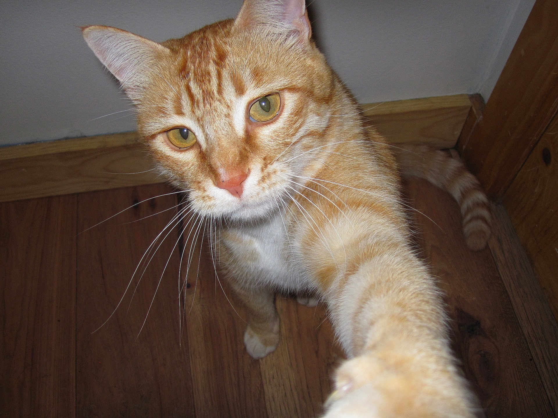 Charles joined the competition — help win amazing prizes! cat, orange_tabby, whiskers, curious, pet, indoor, wooden_floor, paw, closeup, feline, animal, domestic_cat, fur, ears, nose, tail, floor, corner, wall, house