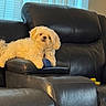 Oscar joined the competition — help win amazing prizes! dog, pet, white_dog, leather_chair, recliner, blue_ball, indoor, living_room, curtains, window_blinds, fur, relaxed, cozy, home, animal, companion, cute, small_dog, resting, toy