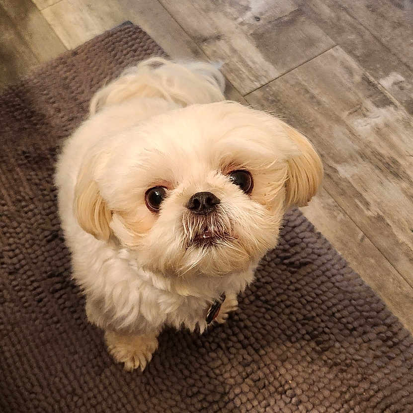 Oscar