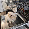 Oscar is registered to the contest to win money with this photo: dog, white_dog, dishwasher, kitchen, open_dishwasher, floor, cabinet, pet, curious, small_dog, indoors, appliance, metal_surface, domestic, fur, cute, household, flooring, cabinet_handle, home