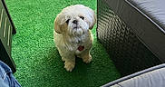 Oscar joined the competition — help win amazing prizes! dog, white_dog, small_dog, artificial_grass, outdoor, furniture, footwear, toes, red_nail_polish, patio, pet, cute, fluffy, looking_up, leisure, relaxation, daylight, shadows, casual, companion