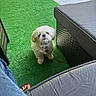 dog, white_dog, small_dog, artificial_grass, outdoor, furniture, footwear, toes, red_nail_polish, patio, pet, cute, fluffy, looking_up, leisure, relaxation, daylight, shadows, casual, companion
