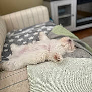 Oscar joined the competition — help win amazing prizes! puppy, dog, sleeping, couch, blanket, knit, star_pattern, living_room, furniture, cozy, relaxed, pet, fur, small_dog, indoors, resting, cute, canine, comfort, home