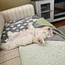 puppy, dog, sleeping, couch, blanket, knit, star_pattern, living_room, furniture, cozy, relaxed, pet, fur, small_dog, indoors, resting, cute, canine, comfort, home