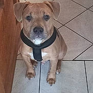 Farah Hocquet a rejoint le concours — aidez-le/la à gagner de superbes lots ! accessories, animal, boxer, bulldog, canine, collar, dog, flagstone, hound, labradorretriever, path, pet, pitbull, plywood, puppy, slate, strap, tile, walkway, wood