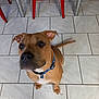 accessories, animal, boxer, bulldog, canine, dog, flagstone, frenchbulldog, hound, indoors, interiordesign, path, pet, pitbull, plywood, puppy, strap, tile, walkway, wood