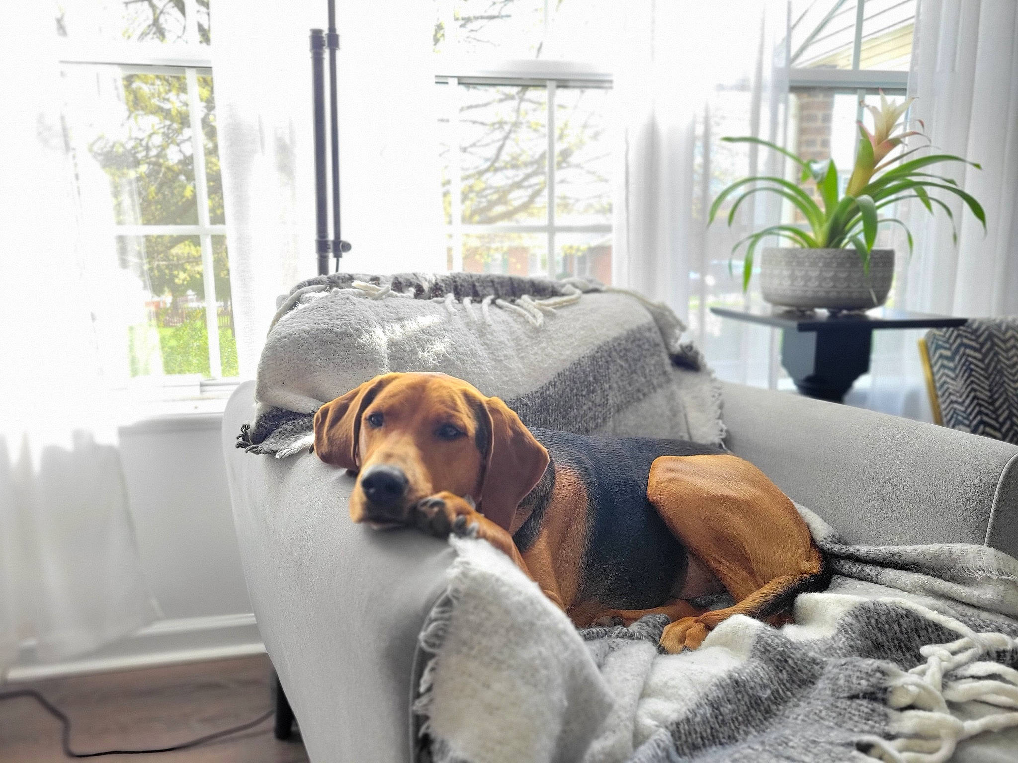 Emmi joined the competition — help win amazing prizes! carnivore, collar, comfort, companion_dog, couch, dog, dog_breed, dog_supply, fawn, floor, flooring, flowerpot, furniture, grey, houseplant, living_room, pet_supply, plant, window, working_animal