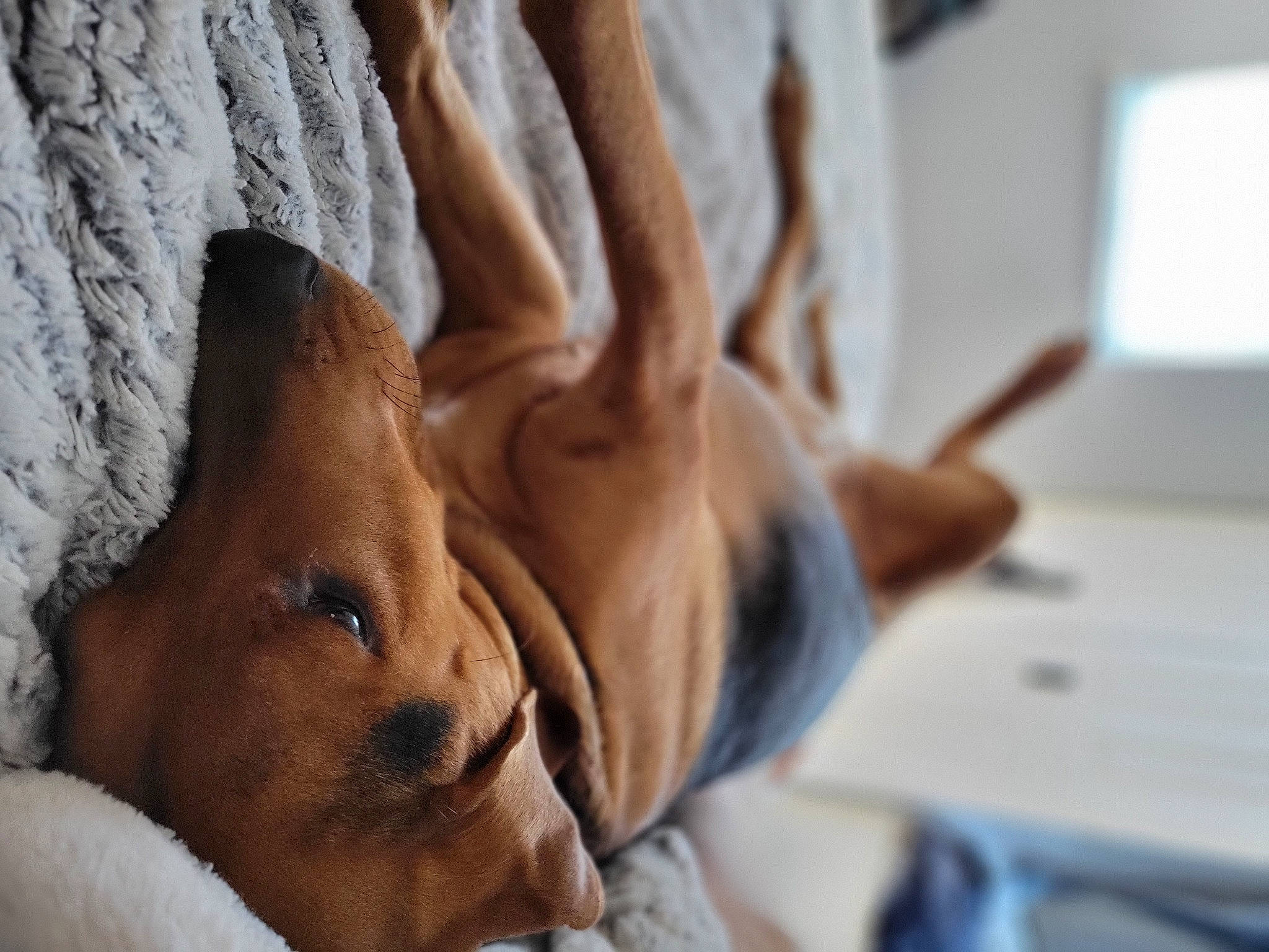 Emmi joined the competition — help win amazing prizes! comfort, companion_dog, dog_breed, eyelash, fawn, felidae, fur, gesture, hand, happy, human_leg, jaw, linens, room, small_to_medium_sized_cats, snout, sporting_group, whiskers, wood, wrinkle