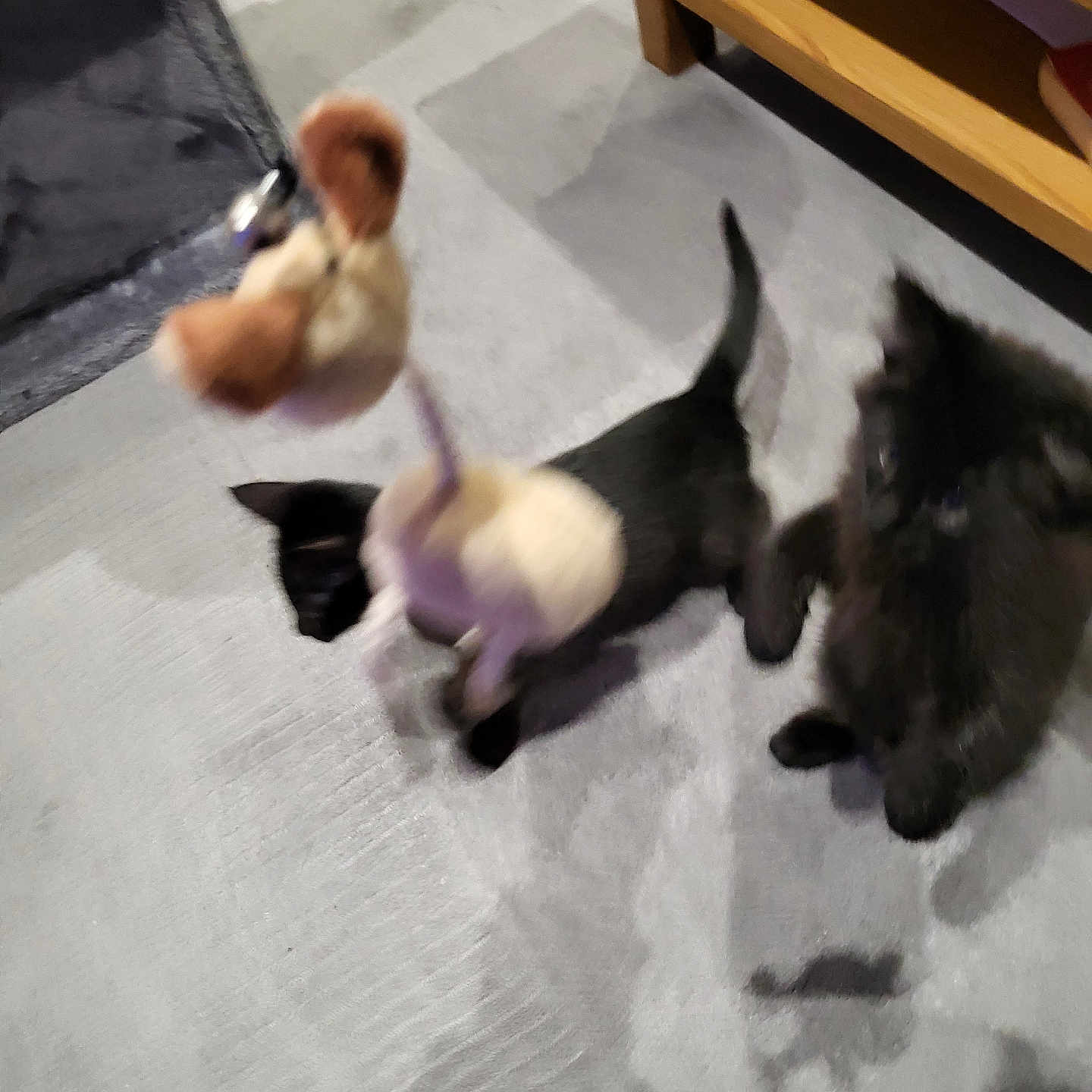 Fluffy is registered to the contest to win money with this photo: active, animal, black_cat, blur, carpet, carpeted_floor, cat, cute, domestic_animal, feline, fun, furniture, home, indoor, motion, pet, play, standing, toy, wooden_furniture