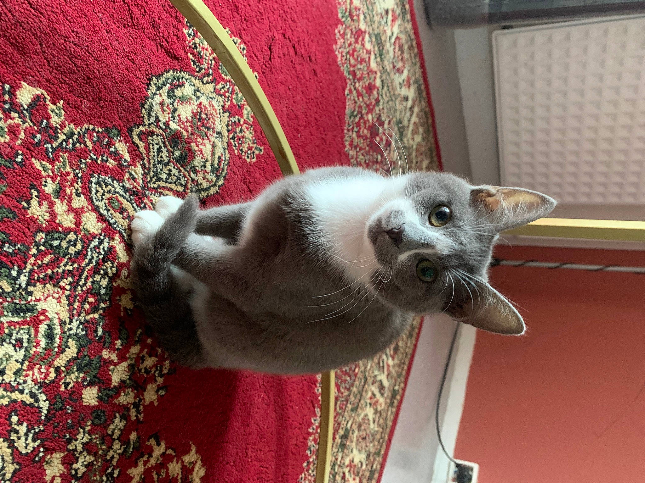 Izy a rejoint le concours — aidez-le/la à gagner de superbes lots ! balinese, carnivore, cat, cat_supply, collar, comfort, dog_breed, domestic_short_haired_cat, door, fawn, felidae, flooring, fur, grey, pet_supply, siamese, small_to_medium_sized_cats, snout, tail, whiskers