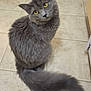 Marley joined the competition — help win amazing prizes! cat, gray_cat, yellow_eyes, fluffy, tail, indoor, tile_floor, pet, animal, looking_up, curious, feline, whiskers, sitting, fur, cute, domestic_cat, closeup, portrait, head_tilt