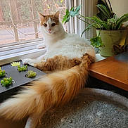Marley joined the competition — help win amazing prizes! cat, fluffy_tail, windowsill, indoor, plant, greenery, orange_and_white, curious, pet, animal, feline, relaxed, cozy, window, natural_light, houseplant, screen, fur, whiskers, domestic_cat