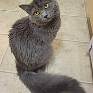 Gemma joined the competition — help win amazing prizes! cat, gray_cat, yellow_eyes, fluffy, tail, indoor, tile_floor, pet, animal, looking_up, curious, feline, whiskers, sitting, fur, cute, domestic_cat, closeup, portrait, head_tilt