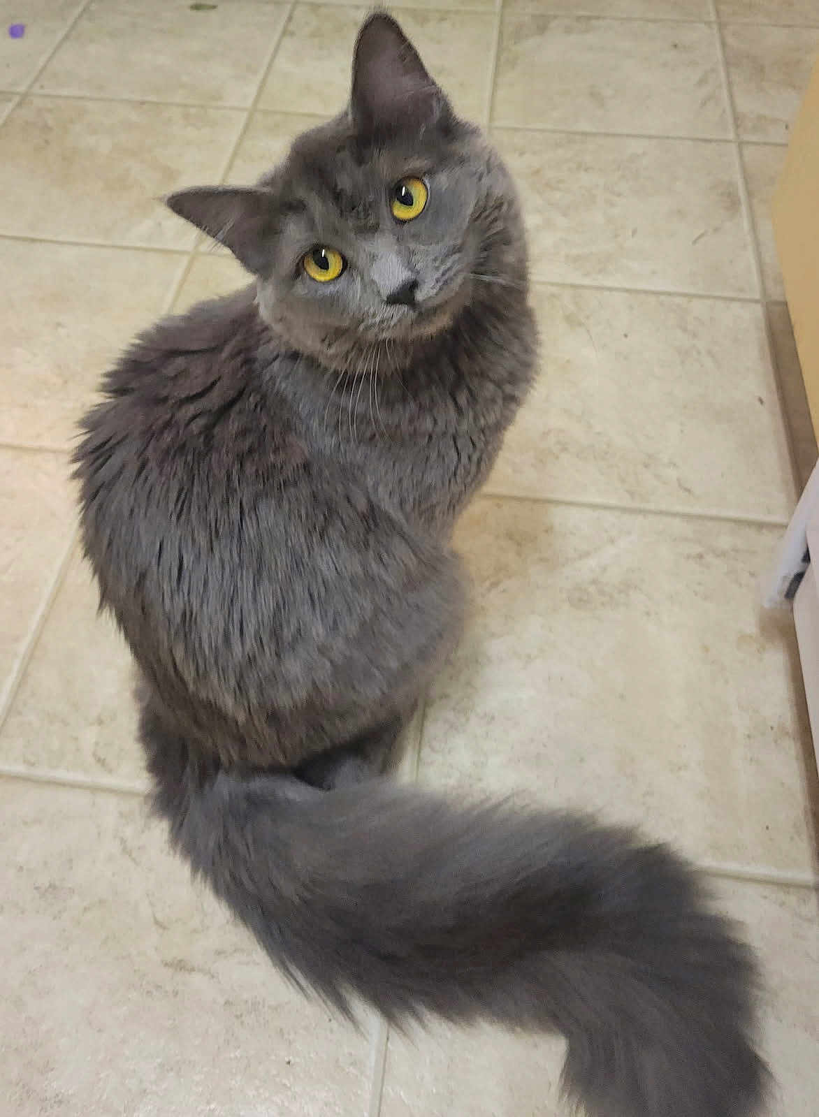 Gemma