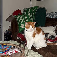 Bert is registered to the contest to win money with this photo: blanket, candy_wrapper, cat, couch, cozy, decor, domestic, furniture, glasses, home, indoor, living_room, orange_and_white_cat, pet, pillow, relaxed, seated, shelf, table, tray