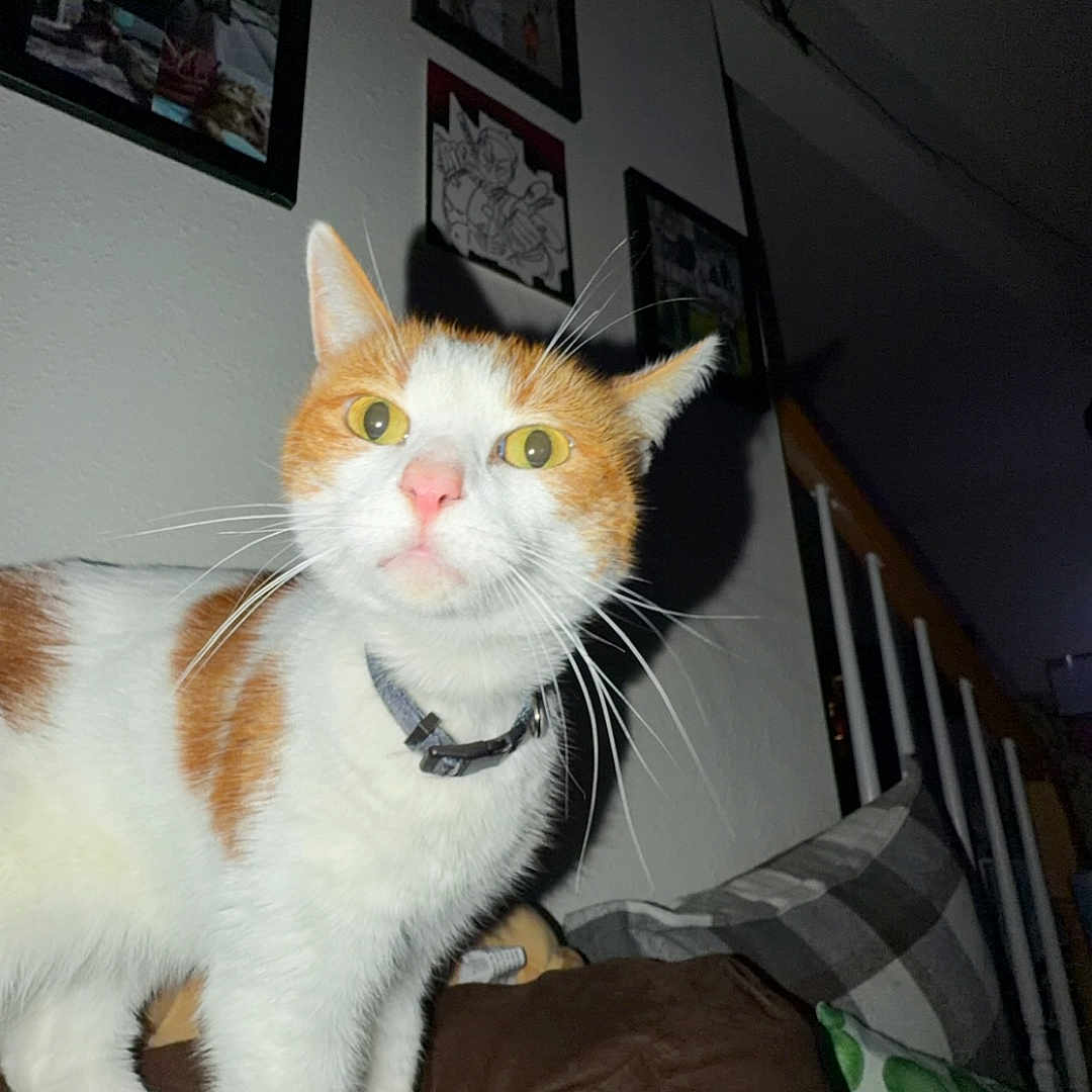 Bert