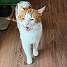 animal, cat, cute, domestic, ears, expression, feline, flooring, food_bowl, fur, household, indoor, mid_meow, mid_walk, orange_and_white, pet, pet_supplies, tail, whiskers, wooden_floor