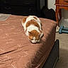 animal, bed, bedroom, cabinet, carpet, cat, comfort, domestic_animal, dresser, feline, furniture, home, indoor, orange_and_white, pet, quiet, relaxed, resting, sleep, sleeping