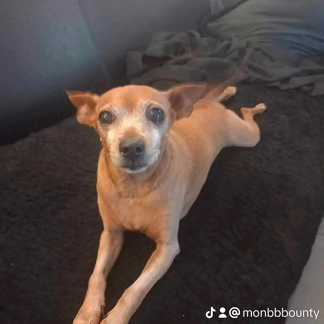 Bounty a rejoint le concours — aidez-le/la à gagner de superbes lots ! animal, blanket, bostonbull, boxer, bulldog, canine, chihuahua, couch, cushion, den, dog, furniture, homedecor, hound, indoors, interiordesign, labradorretriever, pet, puppy, snout