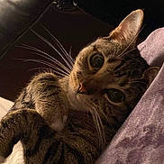 Lily joined the competition — help win amazing prizes! animal, blanket, cat, close_up, couch, cozy, cute, domestic, eyes, feline, fur, indoor, lying_down, mammal, paws, pet, relaxed, resting, tabby, whiskers