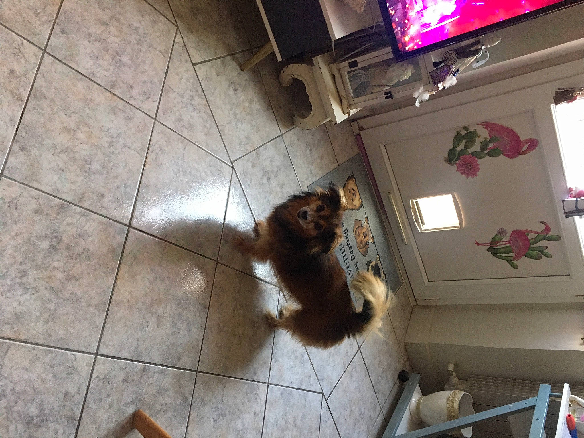 Kiwi a rejoint le concours — aidez-le/la à gagner de superbes lots ! canidae, carnivore, ceiling, companion_dog, display_device, dog_breed, fawn, felidae, floor, flooring, fur, hardwood, road_surface, room, small_to_medium_sized_cats, sporting_group, tail, television, terrestrial_animal, wood