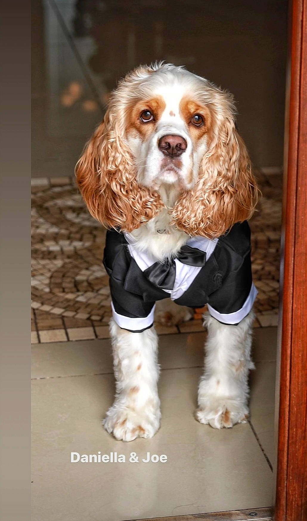 Mateo is registered to the contest to win money with this photo: canidae, carnivore, cocker_spaniel, companion_dog, dog, dog_breed, dog_supply, fawn, fur, king_charles_spaniel, liver, snout, spaniel, sporting_group, toy_dog, working_animal