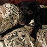 dog, black_dog, pet, animal, portrait, close_up, indoors, bedroom, bed, floral_bedding, pillow, furniture, lying_down, relaxed, looking_at_camera, brown_eyes, short_hair, canine, home, cozy